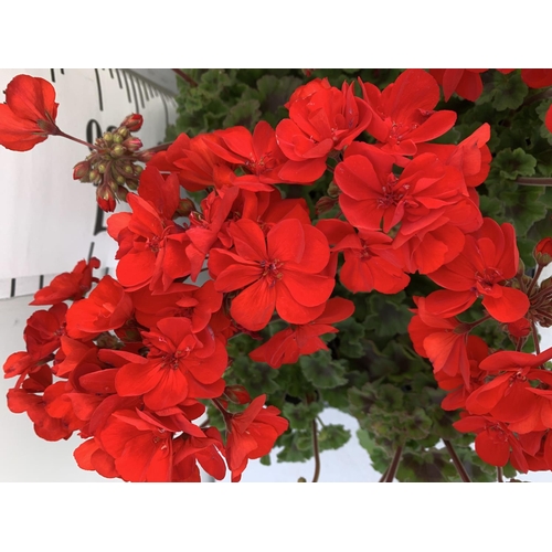 55 - EIGHT GRANDEUR DARK VELVET RED GERANIUMS IN ONE LTR POTS ON A TRAY APPROX 45CM IN FLOWER PLUS VAT TO... 