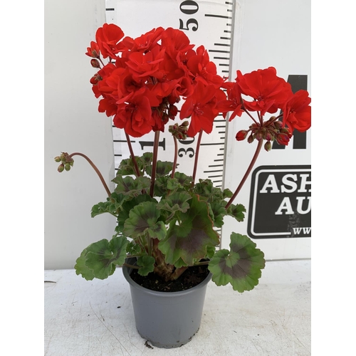 55 - EIGHT GRANDEUR DARK VELVET RED GERANIUMS IN ONE LTR POTS ON A TRAY APPROX 45CM IN FLOWER PLUS VAT TO... 