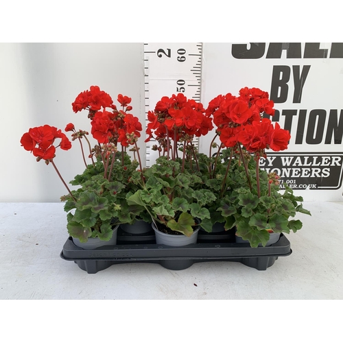 56 - EIGHT GRANDEUR DARK VELVET RED GERANIUMS IN ONE LTR POTS ON A TRAY APPROX 45CM IN FLOWER PLUS VAT TO... 