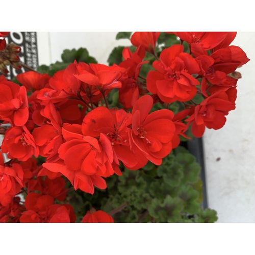 56 - EIGHT GRANDEUR DARK VELVET RED GERANIUMS IN ONE LTR POTS ON A TRAY APPROX 45CM IN FLOWER PLUS VAT TO... 