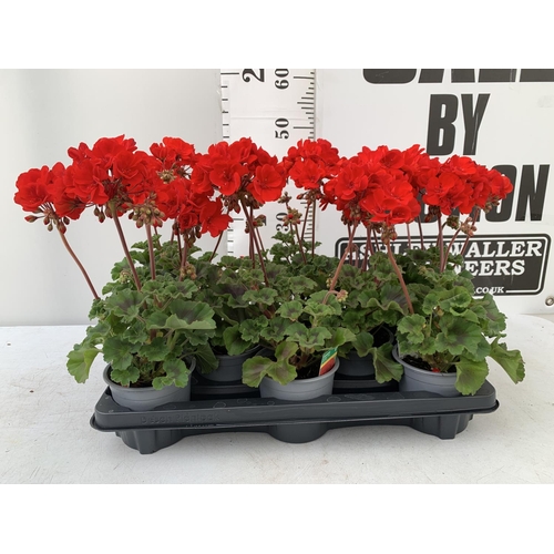 60 - EIGHT GRANDEUR DARK VELVET RED GERANIUMS IN ONE LTR POTS ON A TRAY APPROX 45CM IN FLOWER PLUS VAT TO... 