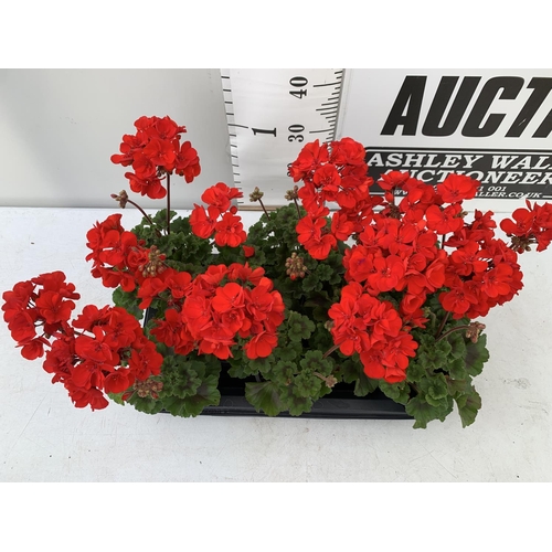 60 - EIGHT GRANDEUR DARK VELVET RED GERANIUMS IN ONE LTR POTS ON A TRAY APPROX 45CM IN FLOWER PLUS VAT TO... 