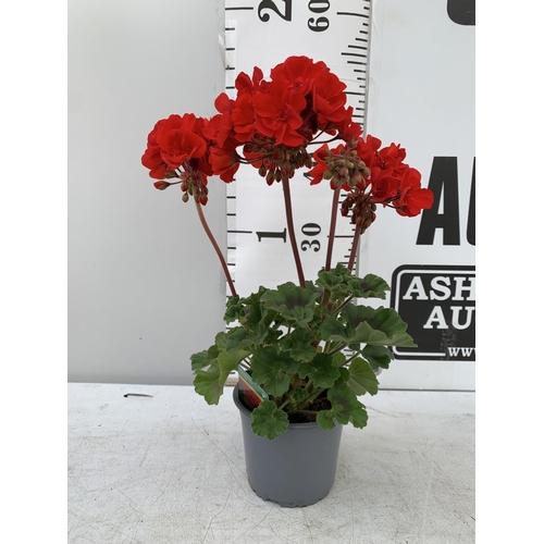 60 - EIGHT GRANDEUR DARK VELVET RED GERANIUMS IN ONE LTR POTS ON A TRAY APPROX 45CM IN FLOWER PLUS VAT TO... 