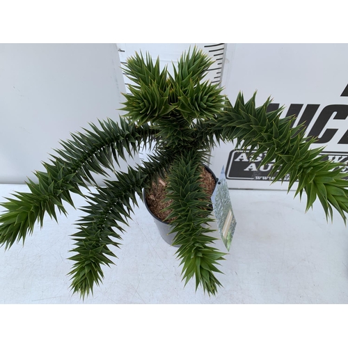 65 - ONE MONKEY PUZZLE TREE ARAUCARIA ARAUCANA APPROX 70CM IN HEIGHT IN A 4 LTR POT PLUS VAT