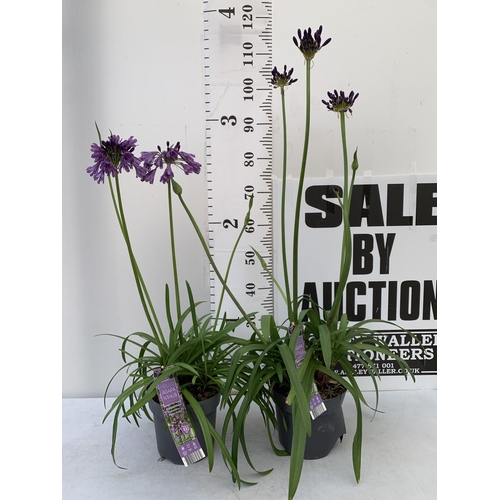 66 - TWO AGAPANTHUS POPPING PURPLE IN FLOWER APPROX 90CM -110CM IN HEIGHT IN 3 LTR POTS PLUS VAT TO BE SO... 