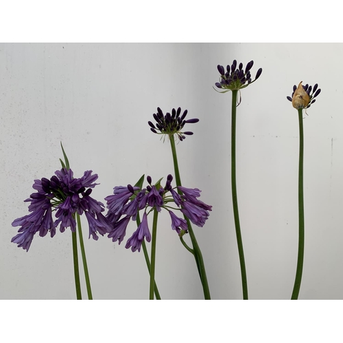 66 - TWO AGAPANTHUS POPPING PURPLE IN FLOWER APPROX 90CM -110CM IN HEIGHT IN 3 LTR POTS PLUS VAT TO BE SO... 