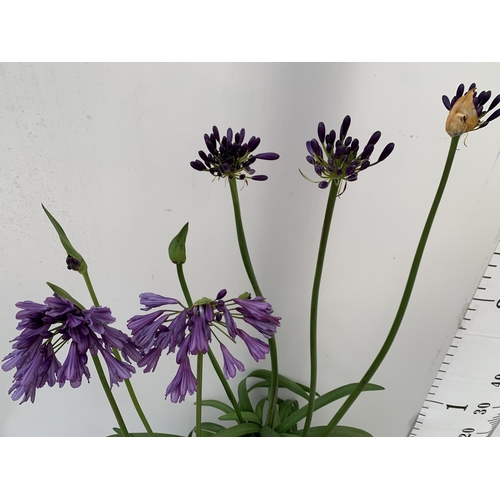 66 - TWO AGAPANTHUS POPPING PURPLE IN FLOWER APPROX 90CM -110CM IN HEIGHT IN 3 LTR POTS PLUS VAT TO BE SO... 