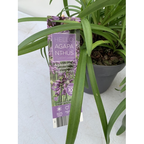 66 - TWO AGAPANTHUS POPPING PURPLE IN FLOWER APPROX 90CM -110CM IN HEIGHT IN 3 LTR POTS PLUS VAT TO BE SO... 