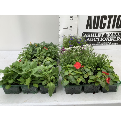 69 - EIGHT PACKS OF MIXED BEDDING PLANTS SIX PLANTS PER PACK TO BE SOLD FOR THE EIGHT + VAT