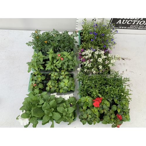 69 - EIGHT PACKS OF MIXED BEDDING PLANTS SIX PLANTS PER PACK TO BE SOLD FOR THE EIGHT + VAT