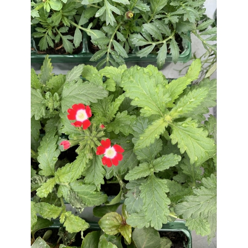 69 - EIGHT PACKS OF MIXED BEDDING PLANTS SIX PLANTS PER PACK TO BE SOLD FOR THE EIGHT + VAT