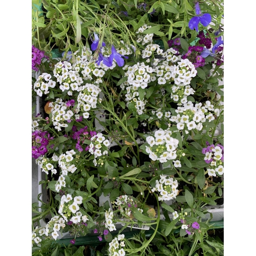 69 - EIGHT PACKS OF MIXED BEDDING PLANTS SIX PLANTS PER PACK TO BE SOLD FOR THE EIGHT + VAT