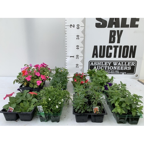 70 - EIGHT PACKS OF MIXED BEDDING PLANTS SIX PLANTS PER PACK TO BE SOLD FOR THE EIGHT + VAT