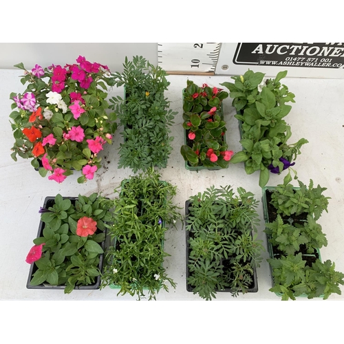 70 - EIGHT PACKS OF MIXED BEDDING PLANTS SIX PLANTS PER PACK TO BE SOLD FOR THE EIGHT + VAT