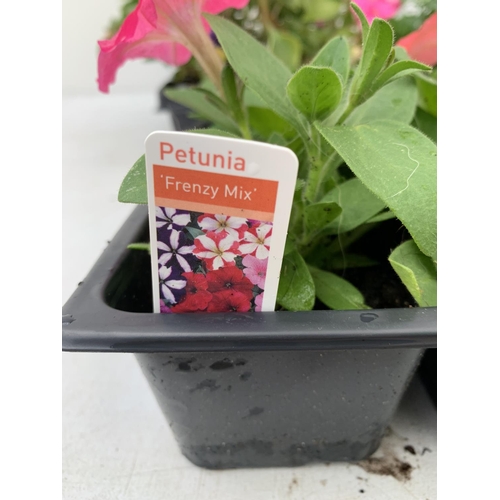 70 - EIGHT PACKS OF MIXED BEDDING PLANTS SIX PLANTS PER PACK TO BE SOLD FOR THE EIGHT + VAT