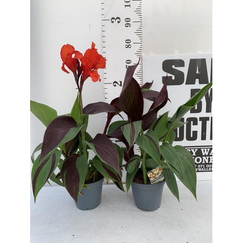 73 - TWO EXCLUSIVE VARIETY CANNA CLEOPATRA IN FLOWER APPROX 70CM IN HEIGHT IN 2 LTR POTS PLUS VAT TO BE S... 