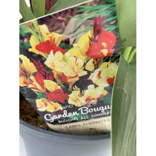 73 - TWO EXCLUSIVE VARIETY CANNA CLEOPATRA IN FLOWER APPROX 70CM IN HEIGHT IN 2 LTR POTS PLUS VAT TO BE S... 