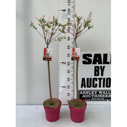 81 - TWO STANDARD SALIX INTEGRA 'FLAMINGO' OVER 110CM IN HEIGHT IN 3 LTR POTS PLUS VAT TO BE SOLD FOR THE... 