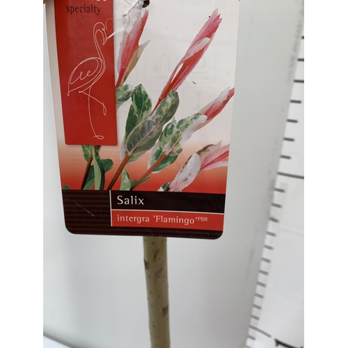 81 - TWO STANDARD SALIX INTEGRA 'FLAMINGO' OVER 110CM IN HEIGHT IN 3 LTR POTS PLUS VAT TO BE SOLD FOR THE... 