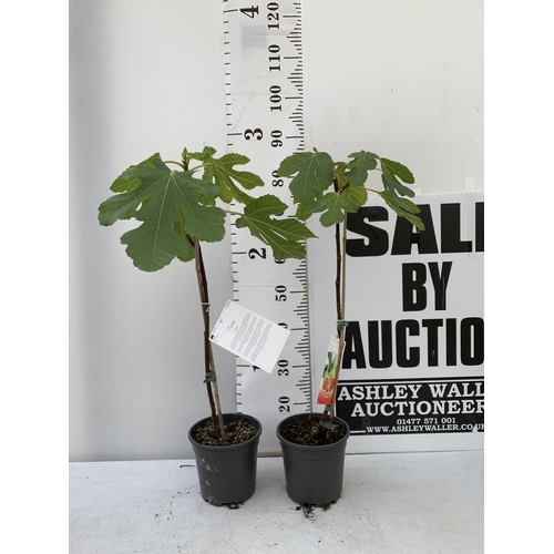 92 - TWO FIG FICUS CARICA IN 2 LTR POTS APPROX 85CM IN HEIGHT NO VAT TO BE SOLD FOR THE TWO