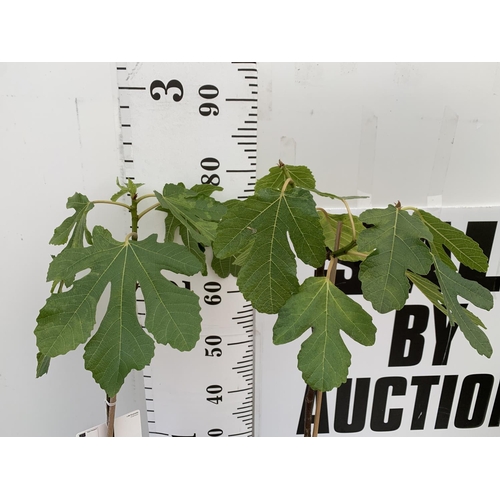 92 - TWO FIG FICUS CARICA IN 2 LTR POTS APPROX 85CM IN HEIGHT NO VAT TO BE SOLD FOR THE TWO