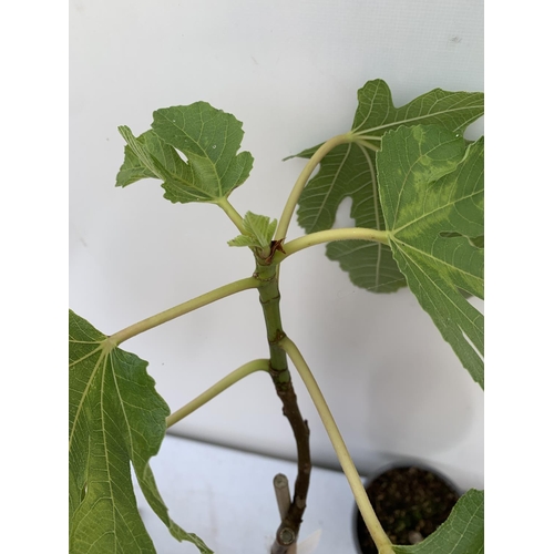 92 - TWO FIG FICUS CARICA IN 2 LTR POTS APPROX 85CM IN HEIGHT NO VAT TO BE SOLD FOR THE TWO