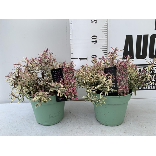 96 - TWO HEBES 'BLONDIE' IN 2 LTR POTS HEIGHT 30CM PLUS VAT TO BE SOLD FOR THE TWO