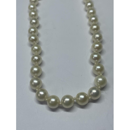 543 - A STRING OF PEARLS WITH A MARKED 375 9 CARAT GOLD CLASP