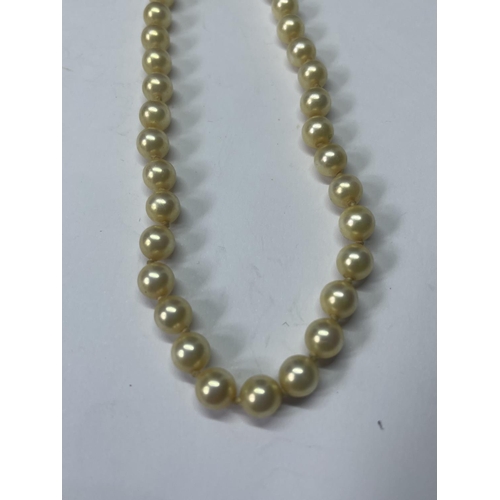 550 - A STRING OF PEARLS WITH A MARKED SILVER CLASP