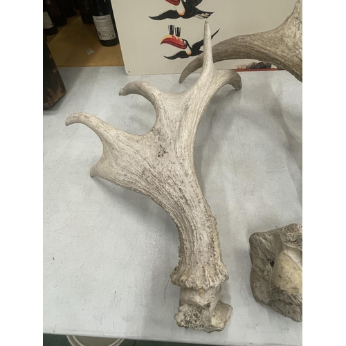 35 - A SET OF ANTLERS