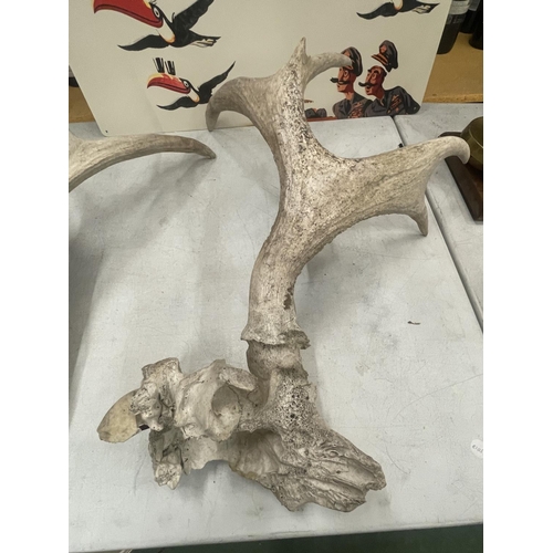 35 - A SET OF ANTLERS