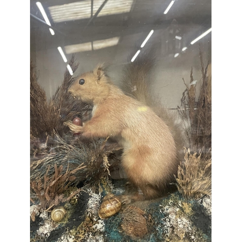 60 - A TAXIDERMY SQUIRREL IN A GLAZED WOODEN BOX IN HABITAT WITH FOLIAGE, NUTS, SNAILS, ETC., 13 X 13 X 7... 