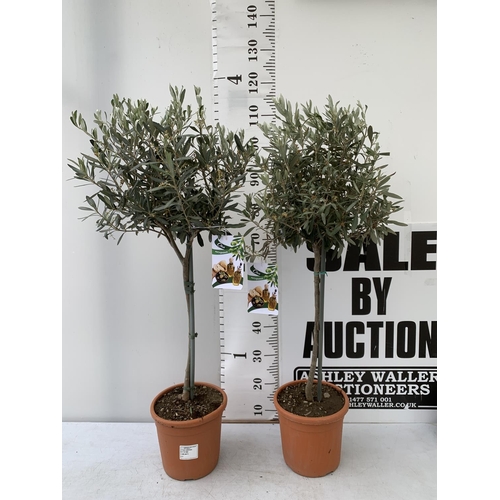 107 - TWO OLIVE EUROPEA STANDARD TREES APPROX 110-120CM IN HEIGHT IN 4 LTR POTS NO VAT TO BE SOLD FOR THE ... 