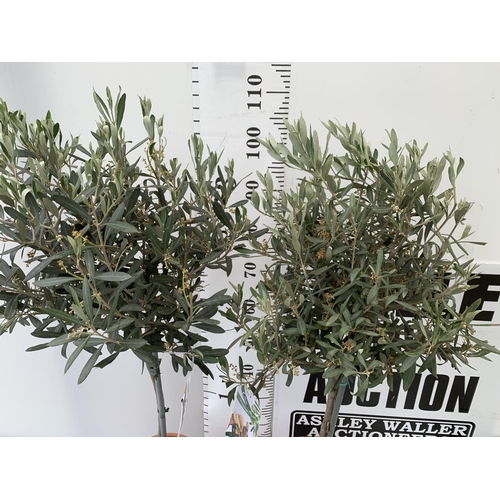 107 - TWO OLIVE EUROPEA STANDARD TREES APPROX 110-120CM IN HEIGHT IN 4 LTR POTS NO VAT TO BE SOLD FOR THE ... 