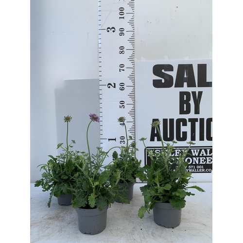 108 - FOUR SCABIOSA MARIPOSA BLUE IN 1 LTR POTS ON A TRAY APPROX 30-40CM IN HEIGHT PLUS VAT TO BE SOLD FOR... 