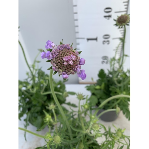 108 - FOUR SCABIOSA MARIPOSA BLUE IN 1 LTR POTS ON A TRAY APPROX 30-40CM IN HEIGHT PLUS VAT TO BE SOLD FOR... 