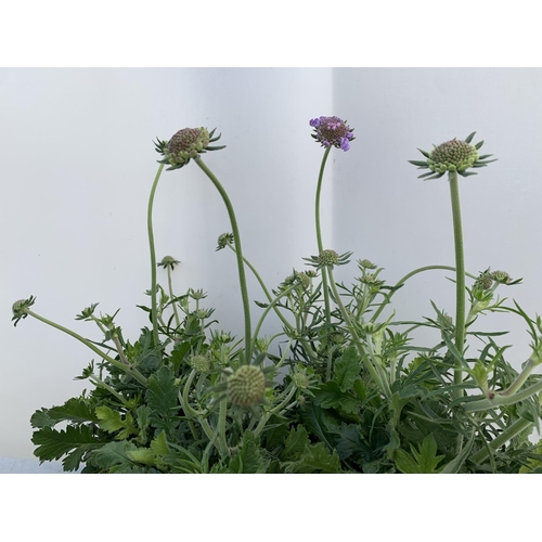 108 - FOUR SCABIOSA MARIPOSA BLUE IN 1 LTR POTS ON A TRAY APPROX 30-40CM IN HEIGHT PLUS VAT TO BE SOLD FOR... 