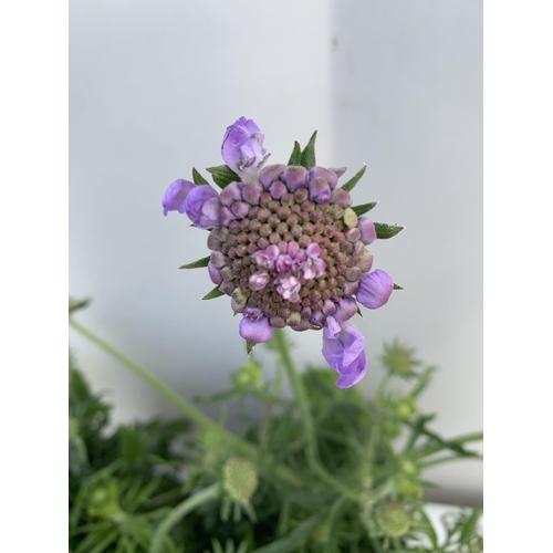 108 - FOUR SCABIOSA MARIPOSA BLUE IN 1 LTR POTS ON A TRAY APPROX 30-40CM IN HEIGHT PLUS VAT TO BE SOLD FOR... 