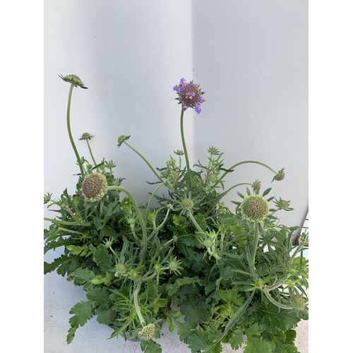 108 - FOUR SCABIOSA MARIPOSA BLUE IN 1 LTR POTS ON A TRAY APPROX 30-40CM IN HEIGHT PLUS VAT TO BE SOLD FOR... 