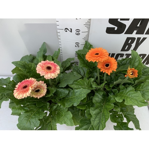 109 - TWO EXTRA LARGE GERBERA PINK/ YELLOW AND ORANGE PATIO PLANTS IN 3 LTR POTS APPROX 60-70CM IN HEIGHT ... 