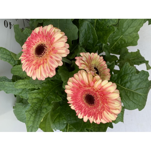 109 - TWO EXTRA LARGE GERBERA PINK/ YELLOW AND ORANGE PATIO PLANTS IN 3 LTR POTS APPROX 60-70CM IN HEIGHT ... 