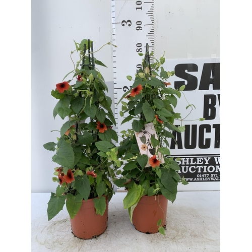 111 - TWO BLACK-EYED SUSAN THUNBERGIA ALATA DEEP ORANGE IN 3 LTR POTS APPROX 80CM IN HEIGHT PLUS VAT TO BE... 