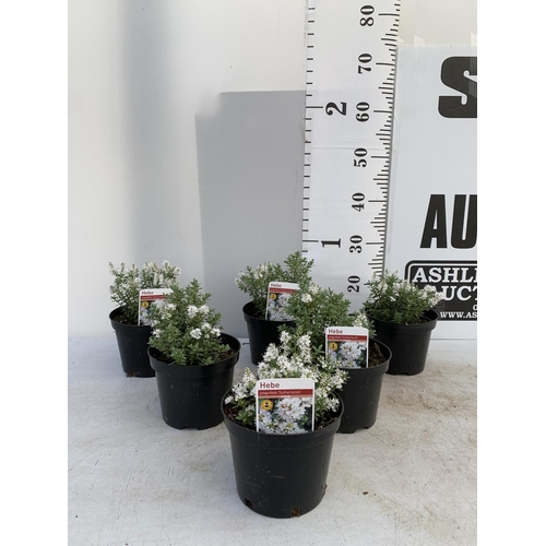 116 - SIX HEBE WHITE PINGUFOLIA 'SUTHERLANDII' IN 1.5 LTR POTS PLUS VAT TO BE SOLD FOR THE SIX