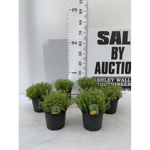 117 - SIX THYME 'ARCHERS GOLD' IN 1 LTR POTS APPROX 20CM IN HEIGHT PLUS VAT TO BE SOLD FOR THE SIX