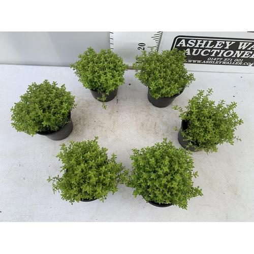 117 - SIX THYME 'ARCHERS GOLD' IN 1 LTR POTS APPROX 20CM IN HEIGHT PLUS VAT TO BE SOLD FOR THE SIX