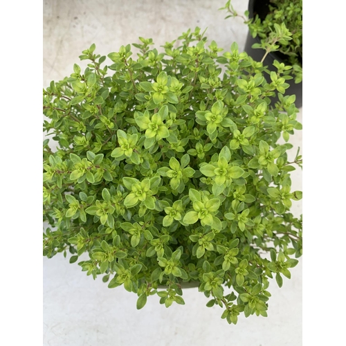 117 - SIX THYME 'ARCHERS GOLD' IN 1 LTR POTS APPROX 20CM IN HEIGHT PLUS VAT TO BE SOLD FOR THE SIX