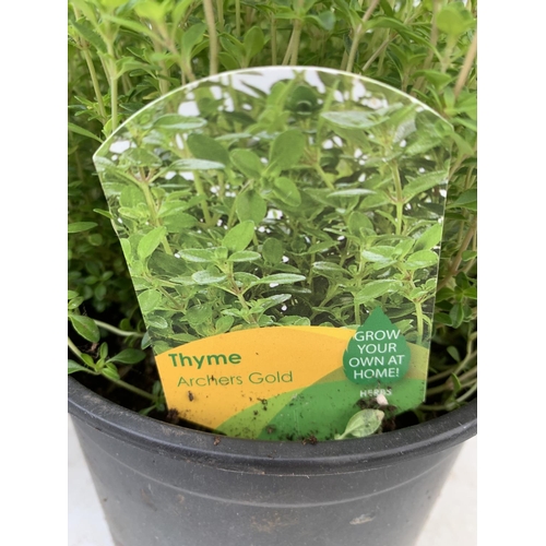 117 - SIX THYME 'ARCHERS GOLD' IN 1 LTR POTS APPROX 20CM IN HEIGHT PLUS VAT TO BE SOLD FOR THE SIX