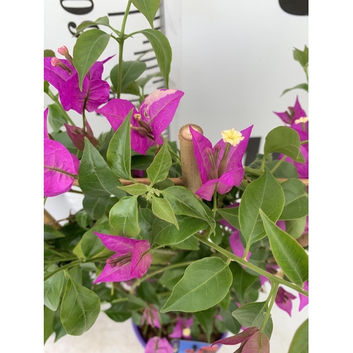 119 - TWO BOUGAINVILLEA DANIA PURPLE ON A TRELLIS, 2 LTR POTS HEIGHT 70CM. PATIO READY TO BE SOLD FOR THE ... 