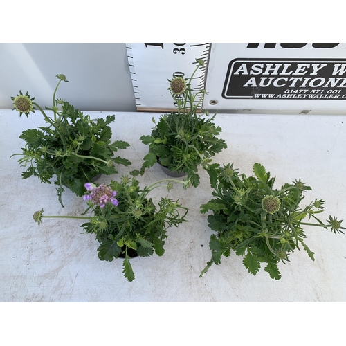 123 - FOUR SCABIOSA MARIPOSA BLUE IN 1 LTR POTS APPROX 30-40CM IN HEIGHT PLUS VAT TO BE SOLD FOR THE FOUR