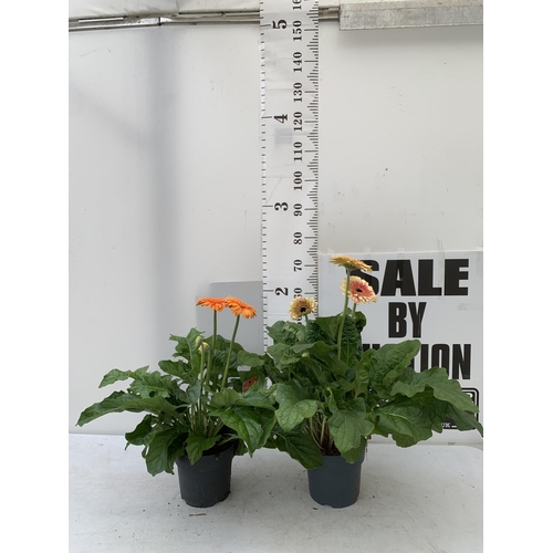 124 - TWO EXTRA LARGE GERBERA PINK/YELLOW AND ORANGE PATIO PLANTS IN 3 LTR POTS APPROX 60-70CM IN HEIGHT P... 